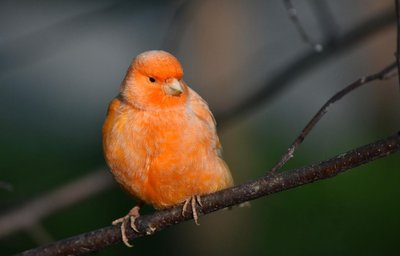 pastas de cria para pajaros